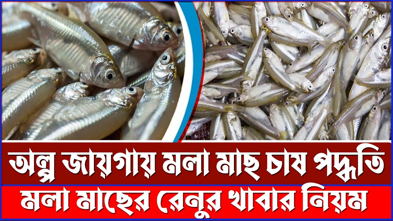 অল্প জায়গায় মলা মাছ চাষ পদ্ধতি || মলা রেনু মাছের খাবার নিয়ম || Fish Farming Plant | Krishoker Foshol