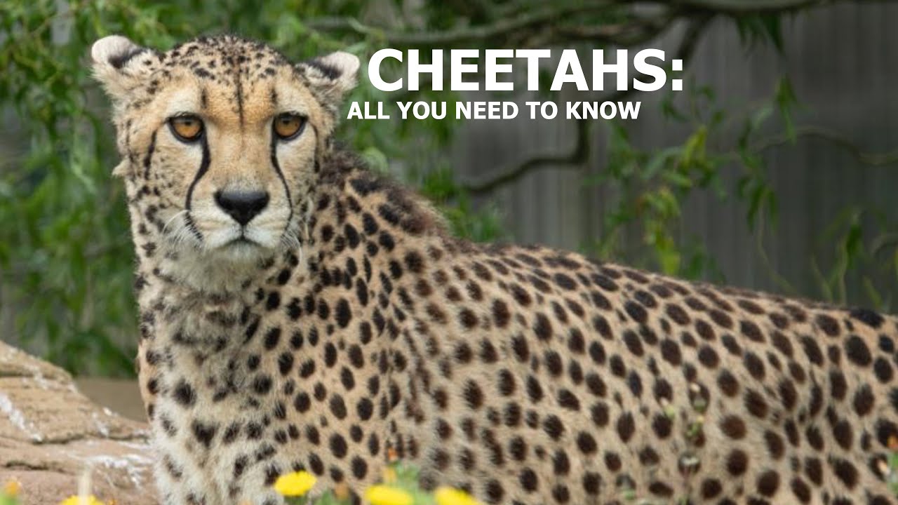Cheetahs: All You Need To Know!