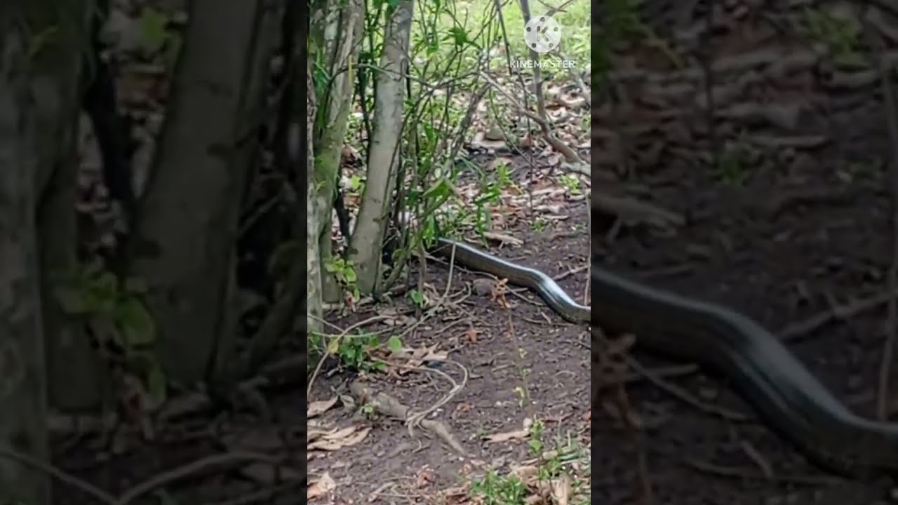 King Cobra NASA paligid lang ng bahay#cobra#kingcobra#youtubevideo 