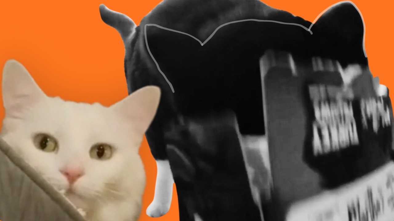 Cat makes a choice and regrets it instantly