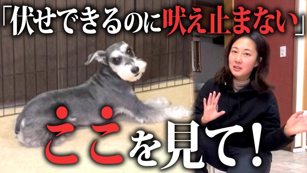 【圧倒的不足】必要なことを教えても吠えがやまない理由は〝成長〟を見逃しているから