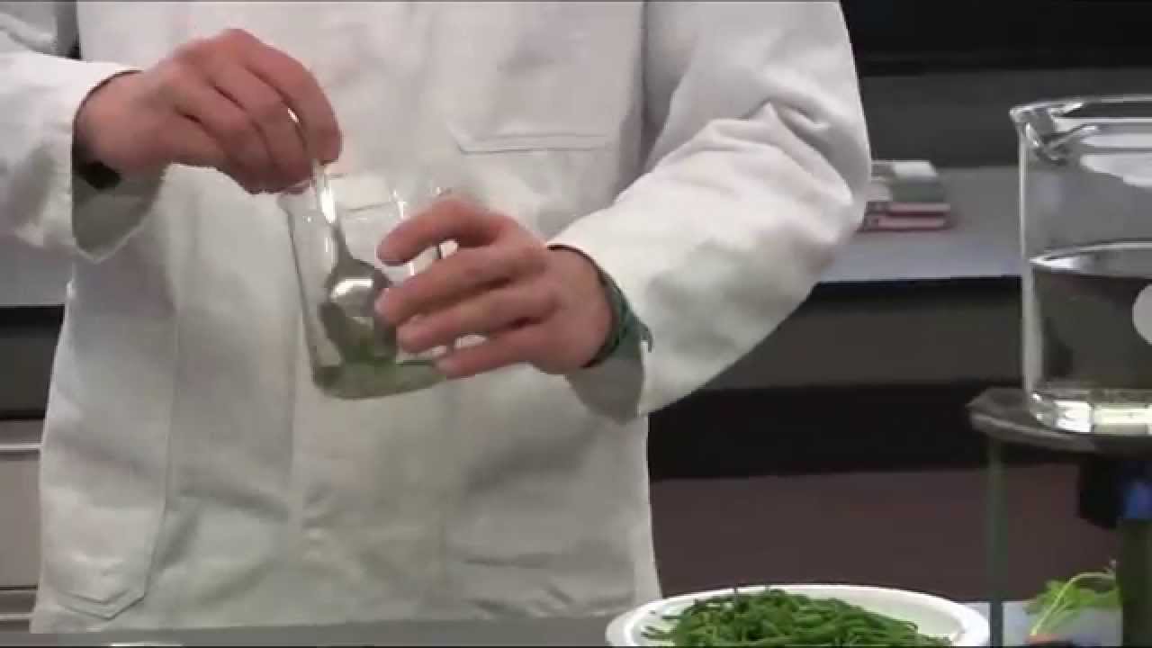 Maak een zeekraal salade met Kust en Zee