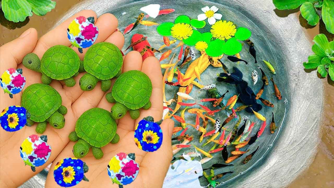 Catch Beautiful Aquarium Fish In Small Pond Baby Turtles, Pencil Fish, Eels, Frog, Platy Fish, Koi