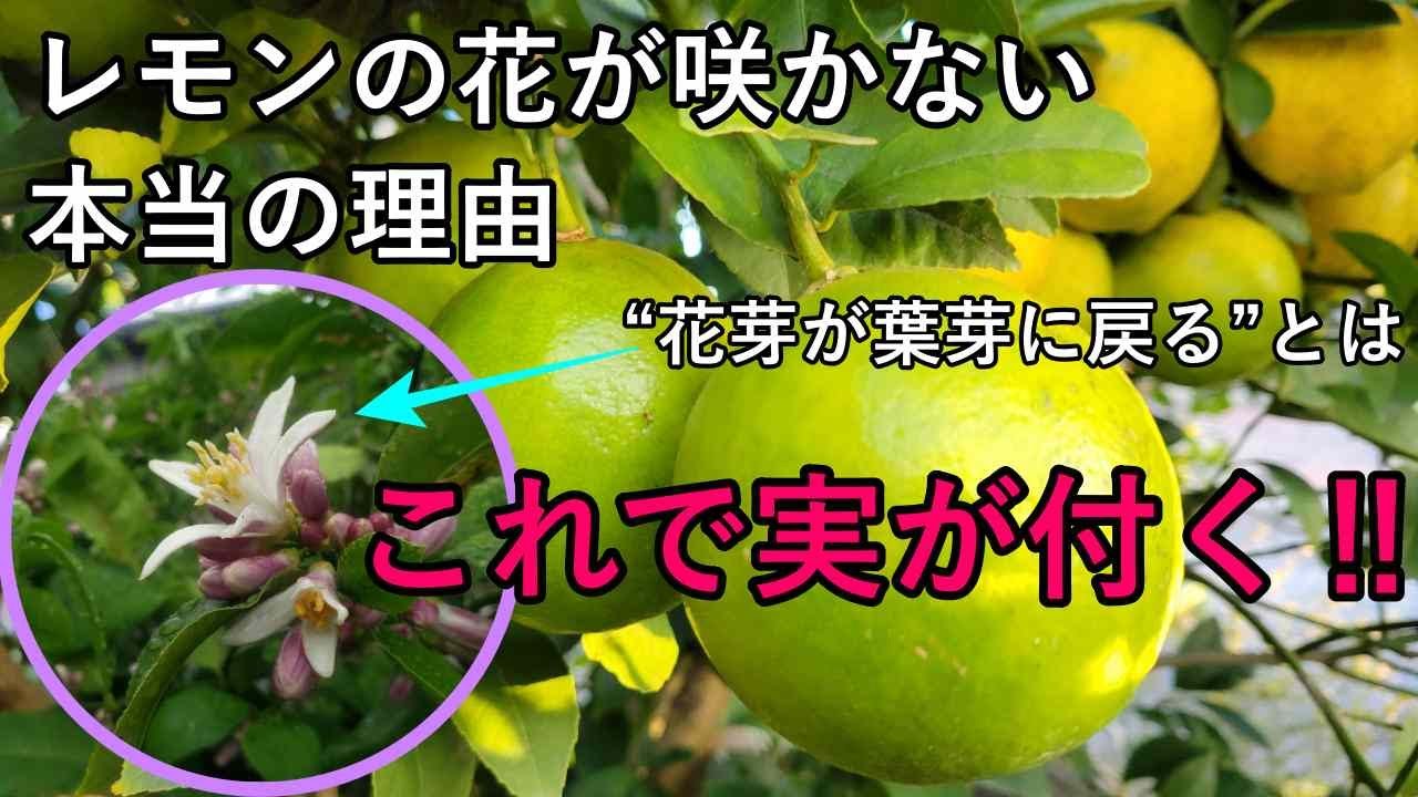 レモンが花を咲かせない本当の理由｜剪定しすぎると“花芽が葉芽に戻る”という真実が常識外だった！