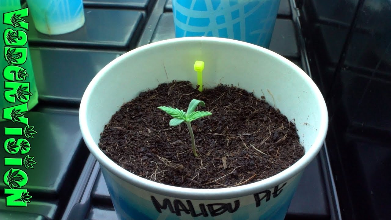 2018 Cali Legal Grow * Day 7 * Final Seedling Shell Shedding