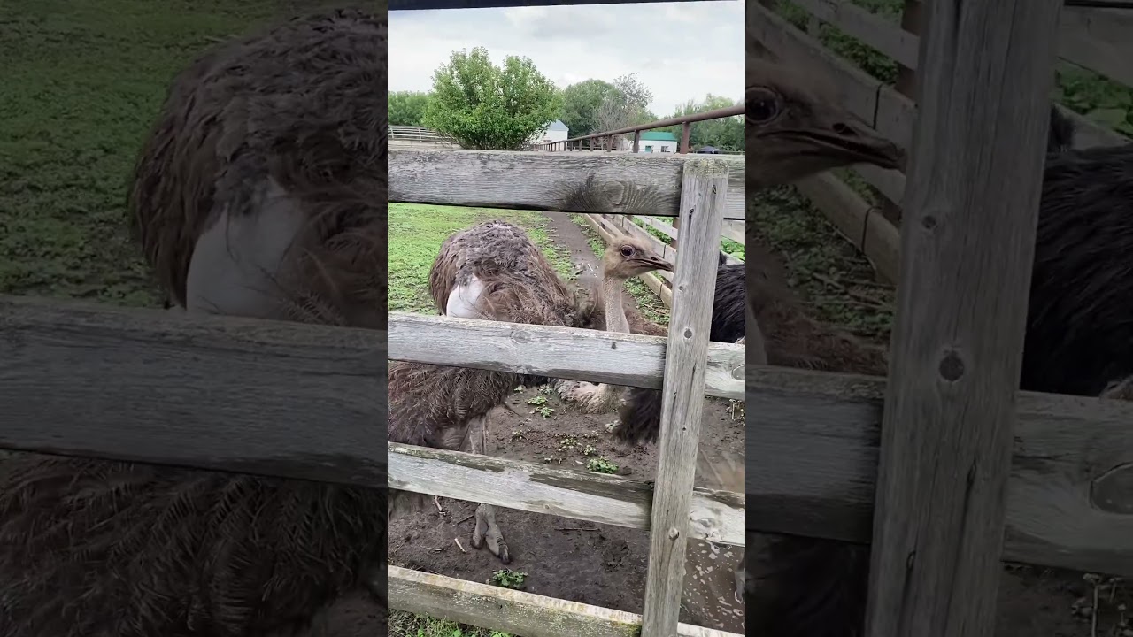 Путешествие по России. Страусиная ферма *Старица* Самарская область