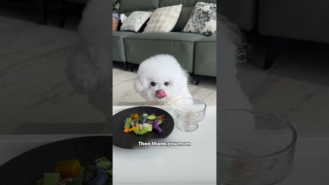 Puppy's dinner #Cute #The joys of dog - raising #Bichon Frise