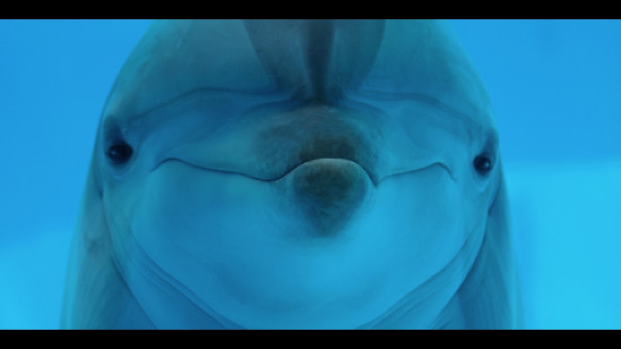 Dolphin DNA and Ancient Mythology - Robert Sepehr
