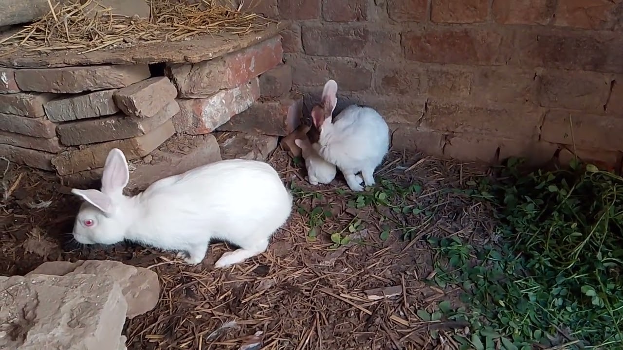Rabbit baby 🐇🐇 🐇