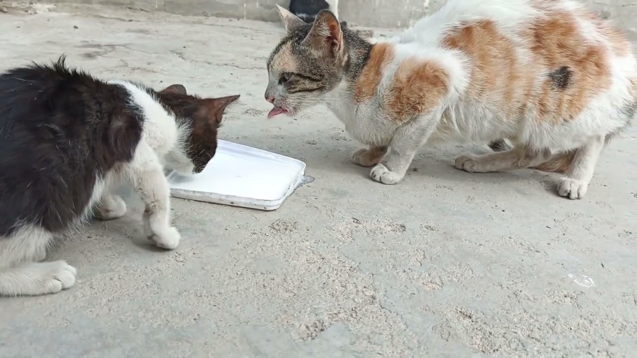 Cat videos for cat / cute kitten video for cat #cat #animals 