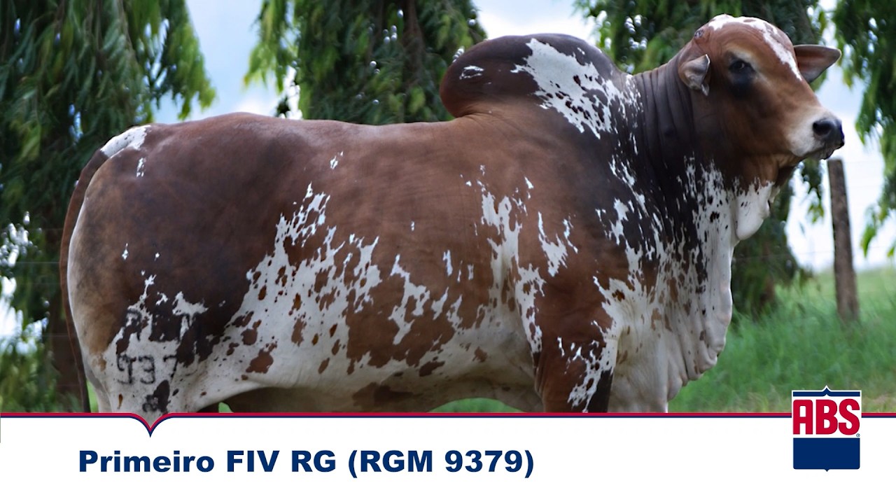 PRIMEIRO FIV RG (RGM 9379)- Touro Nelore ABS