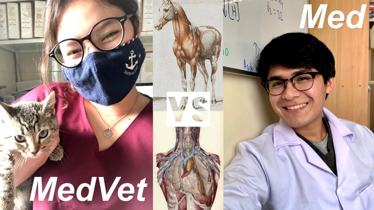 Todo lo que necesitas saber sobre Medicina Veterinaria y Medicina Humana con Jose Patiño 👩🏻‍⚕️🧑🏻‍⚕️