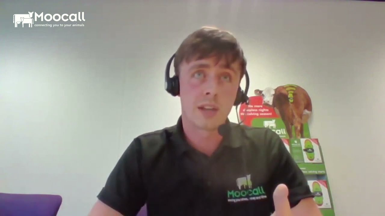 Have you ever wondered just how long does the battery of Moocall HEAT collar lasts?