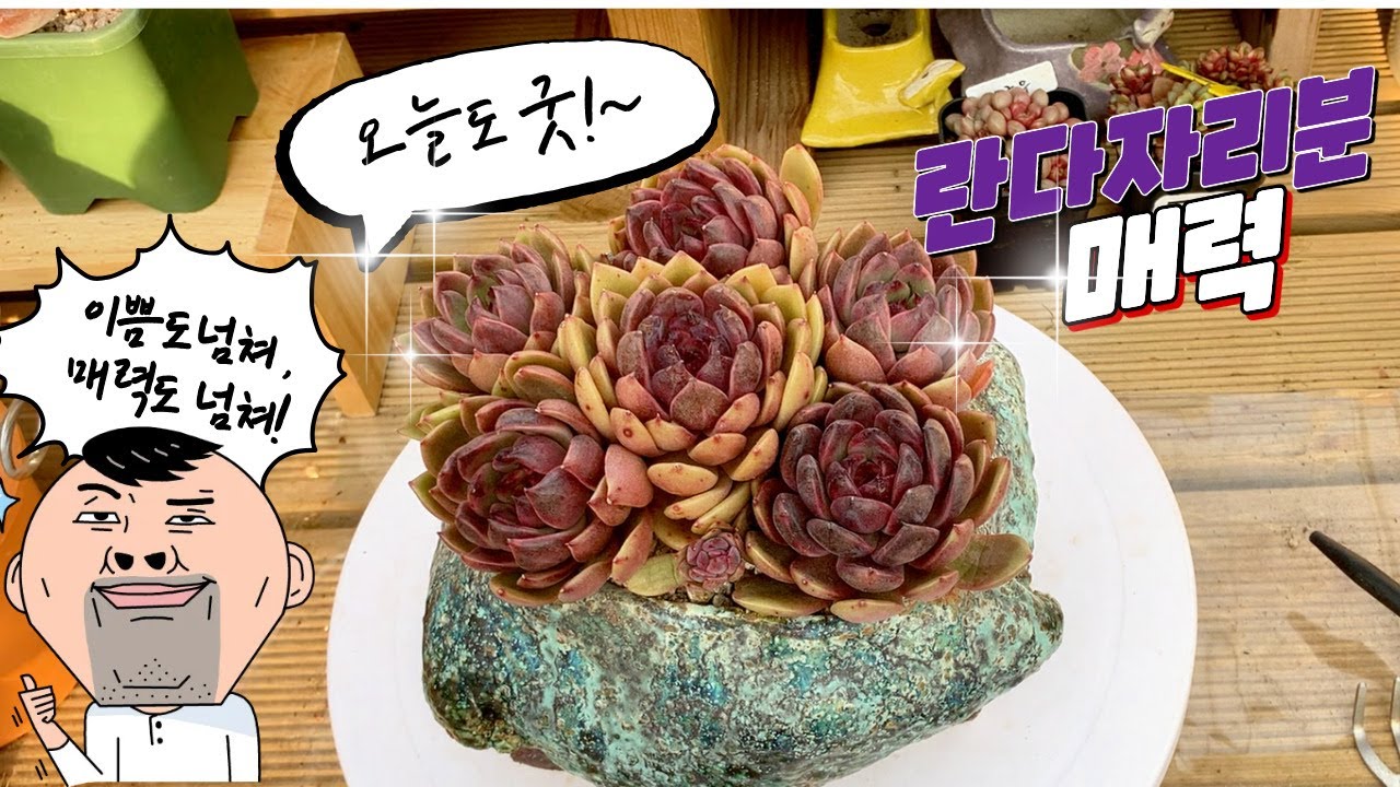 260210[다육식재]란다자리분에 보랏빛엘렌 매력도 함께  합식해보아요 !~