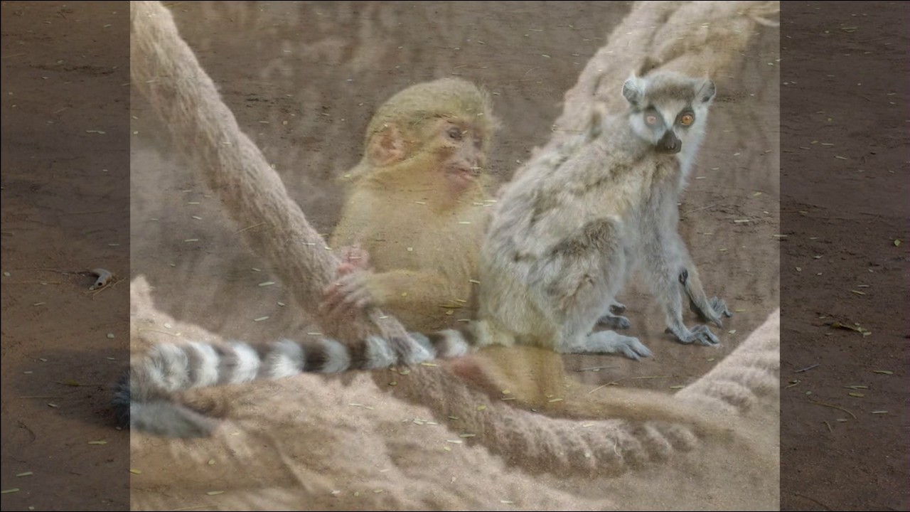 A-Z Animals