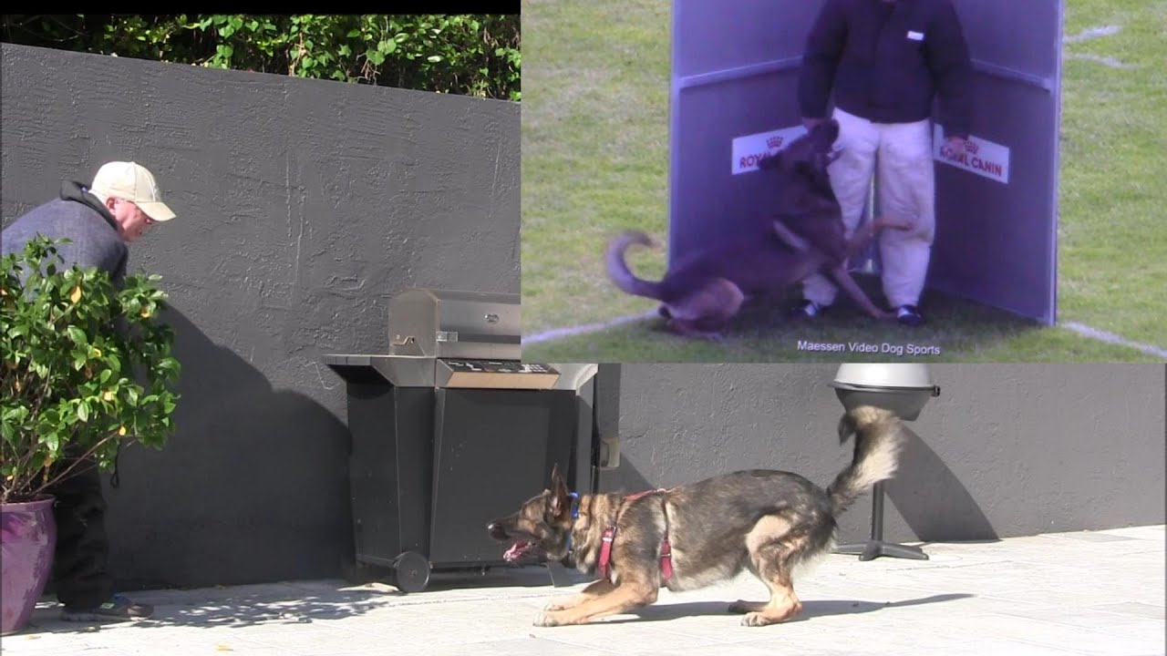 REAL Protection Dogs should NEVER learn this!!!!!