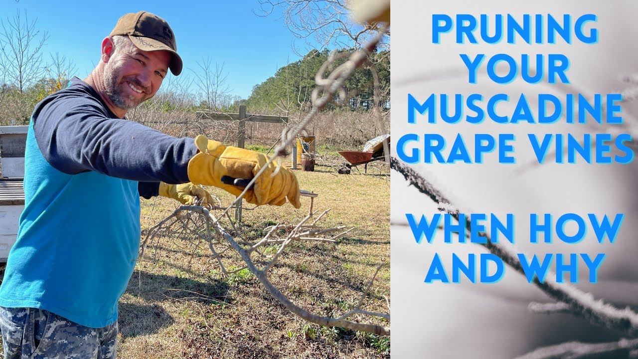 How to Prune Muscadine Grape Vines