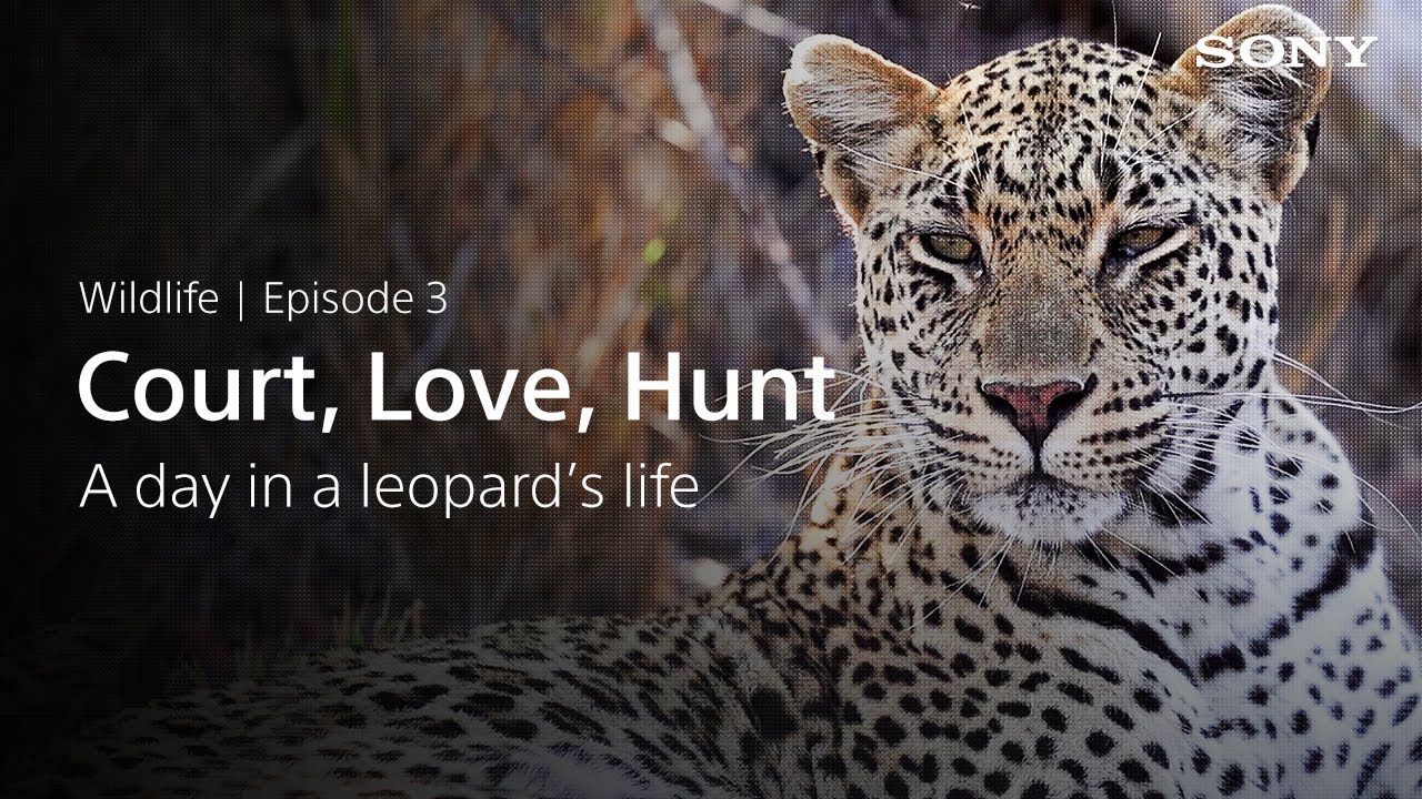 Why We Shoot - Wildlife - #3: A day in a life of a Leopard