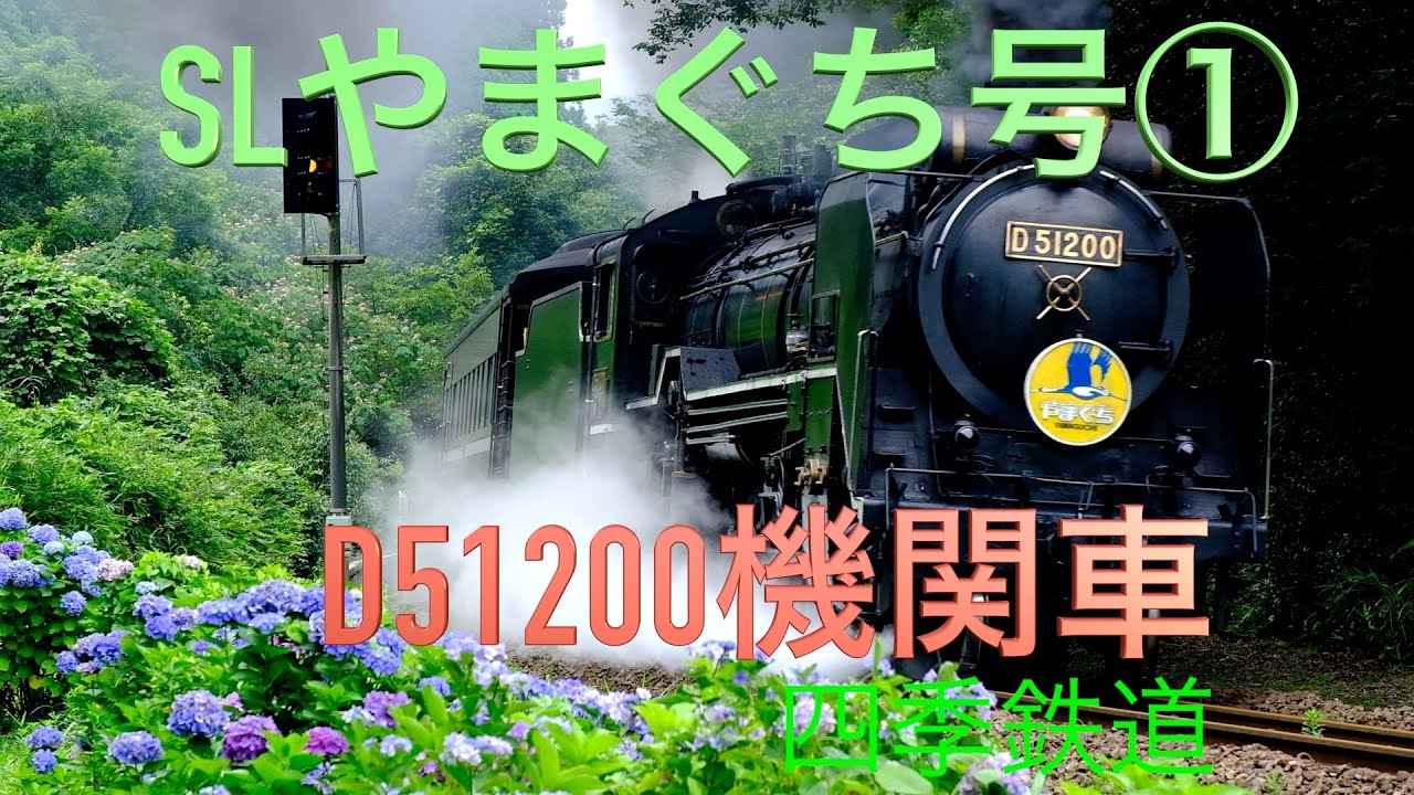 SLやまぐち号54 デゴイチ機関車、紫陽花が良く似合う、。