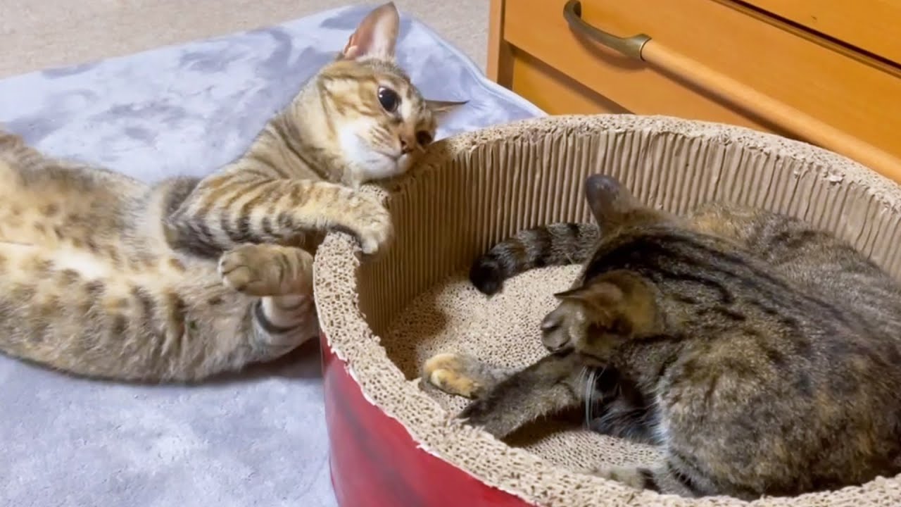 体は大きなってもお姉ちゃん猫の前では子猫の頃のままな麦わら猫リタ♥