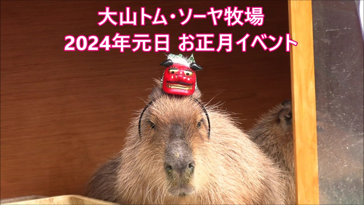 カピバラ （大山トム・ソーヤ牧場篇）2024年お正月イベント