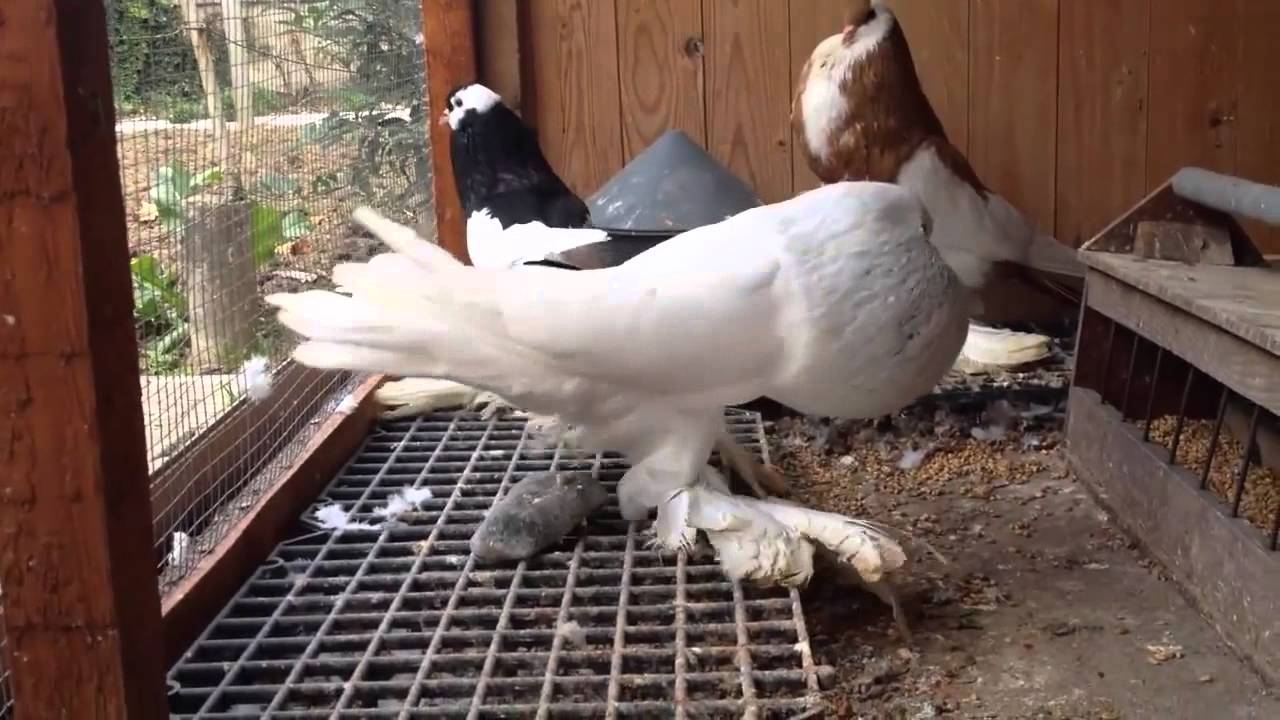 White Pomeranian Pouter in Action