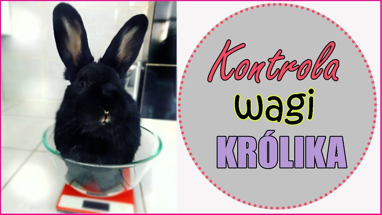 Jak ważyć królika?🐰 | Uszatkowe Rady | Kontrola wagi u królika | Króliki