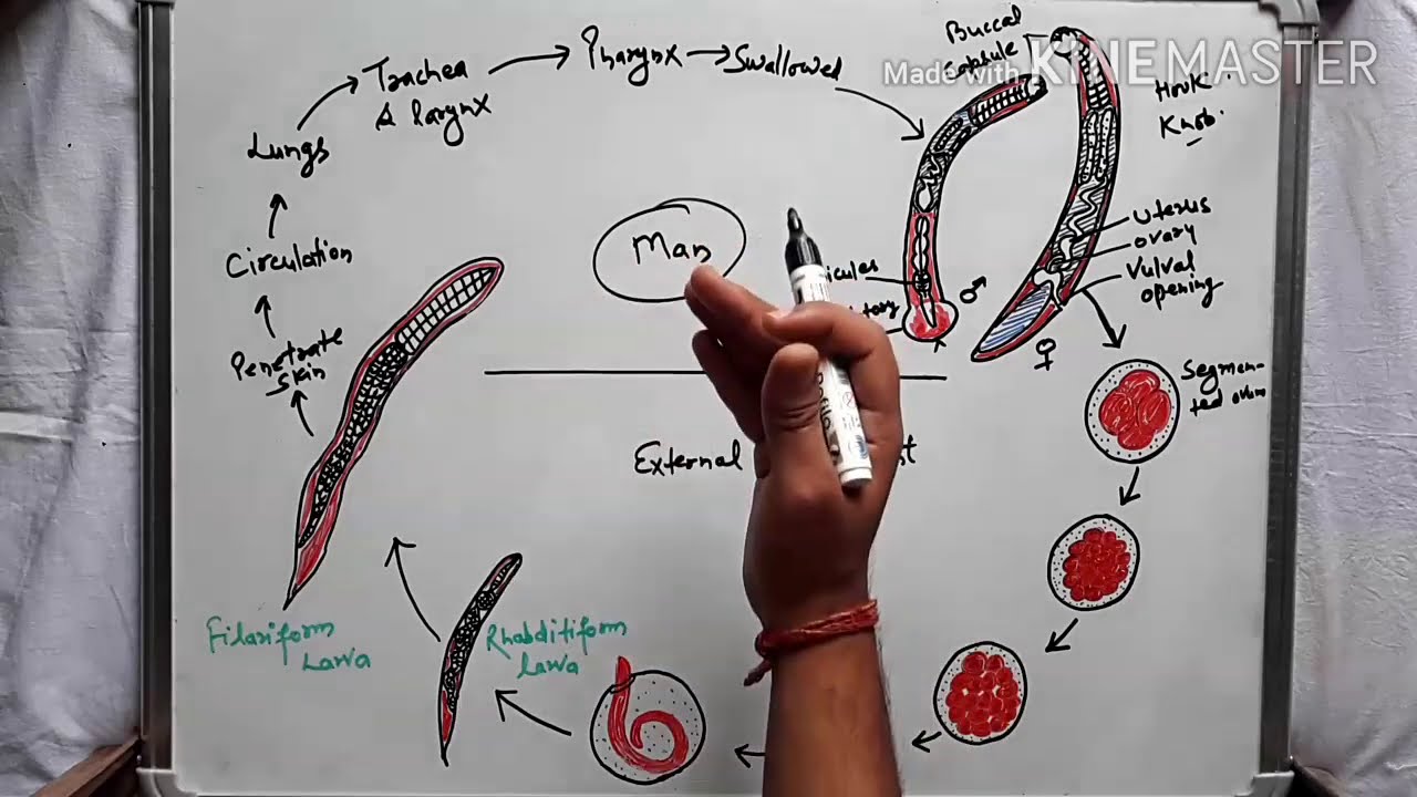 Ancylostoma duodenale (hookworm) life cycle and pathogenesis in hindi