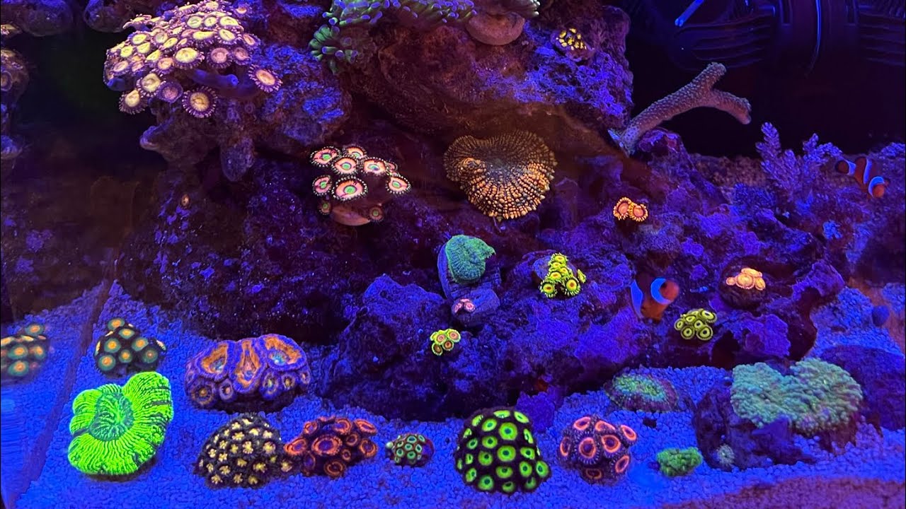 aquarium nano récifal part 4 !