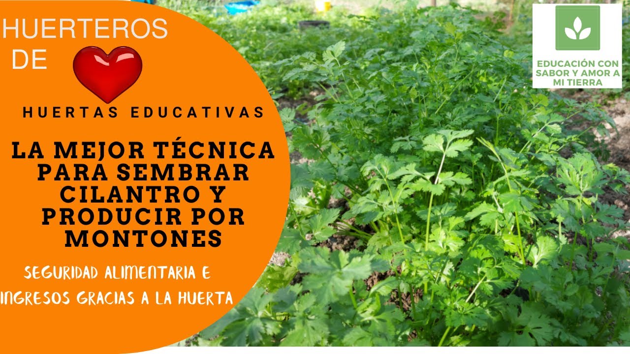 LA MEJOR TÉCNICA PARA SEMBRAR CILANTRO Y PRODUCIR POR MONTONES: SEGURIDAD ALIMENTARIA E INGRESOS