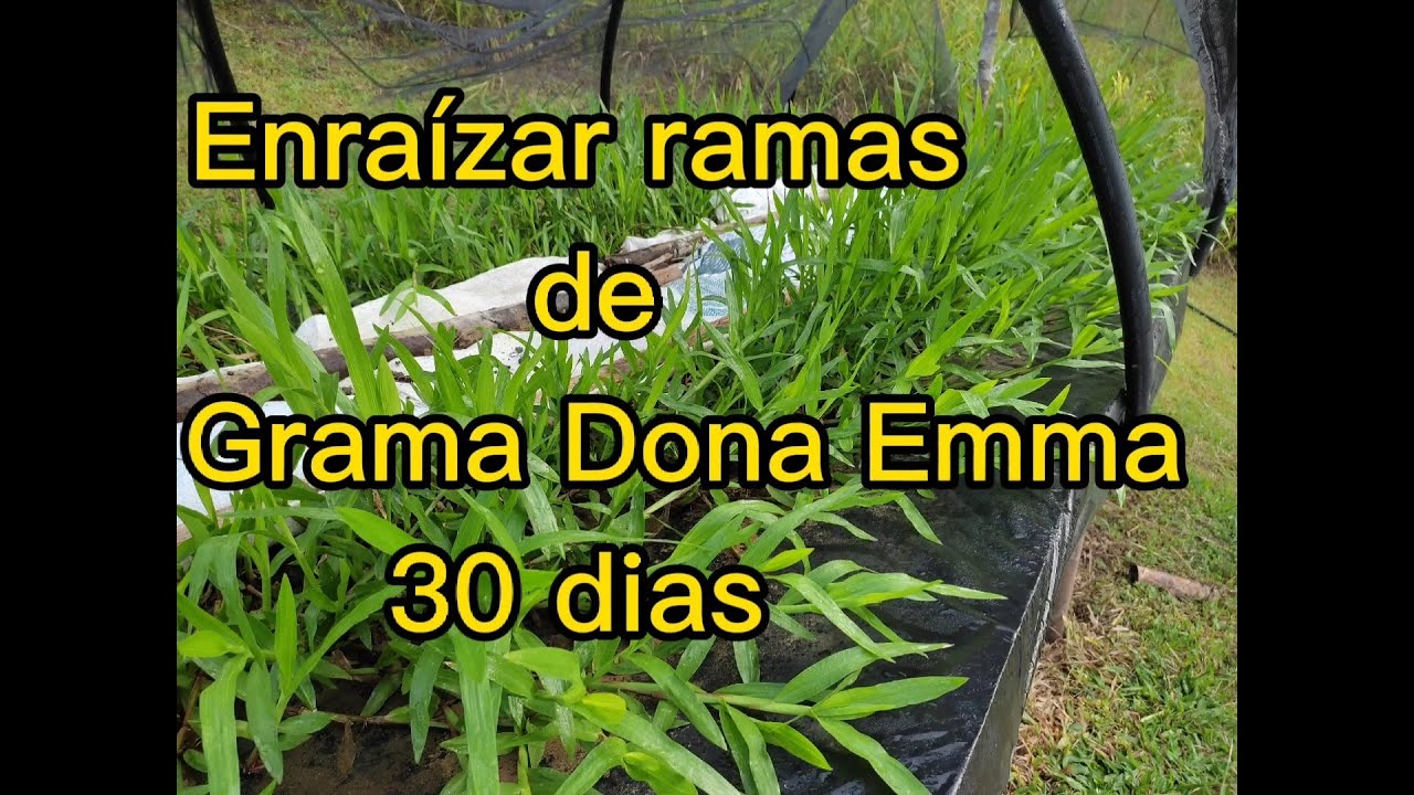 O que fazer com as ramas de grama Dona Emma? para criar raíz antes de plantar! Resultado