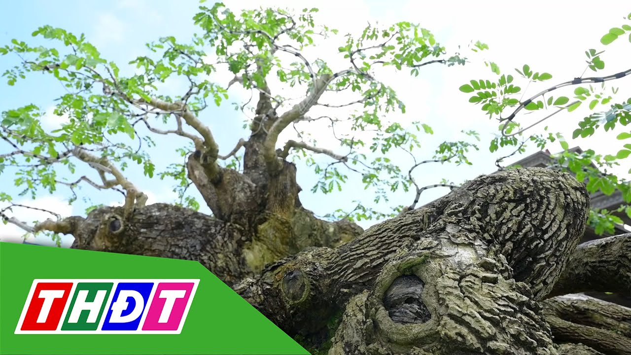 X&aacute;c lập kỷ lục c&acirc;y me t&acirc;y bonsai độc bản | THDT