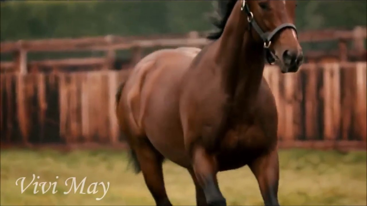 FRANKEL//Лошадь в $200 млн // EQUESTRIAN SPORT