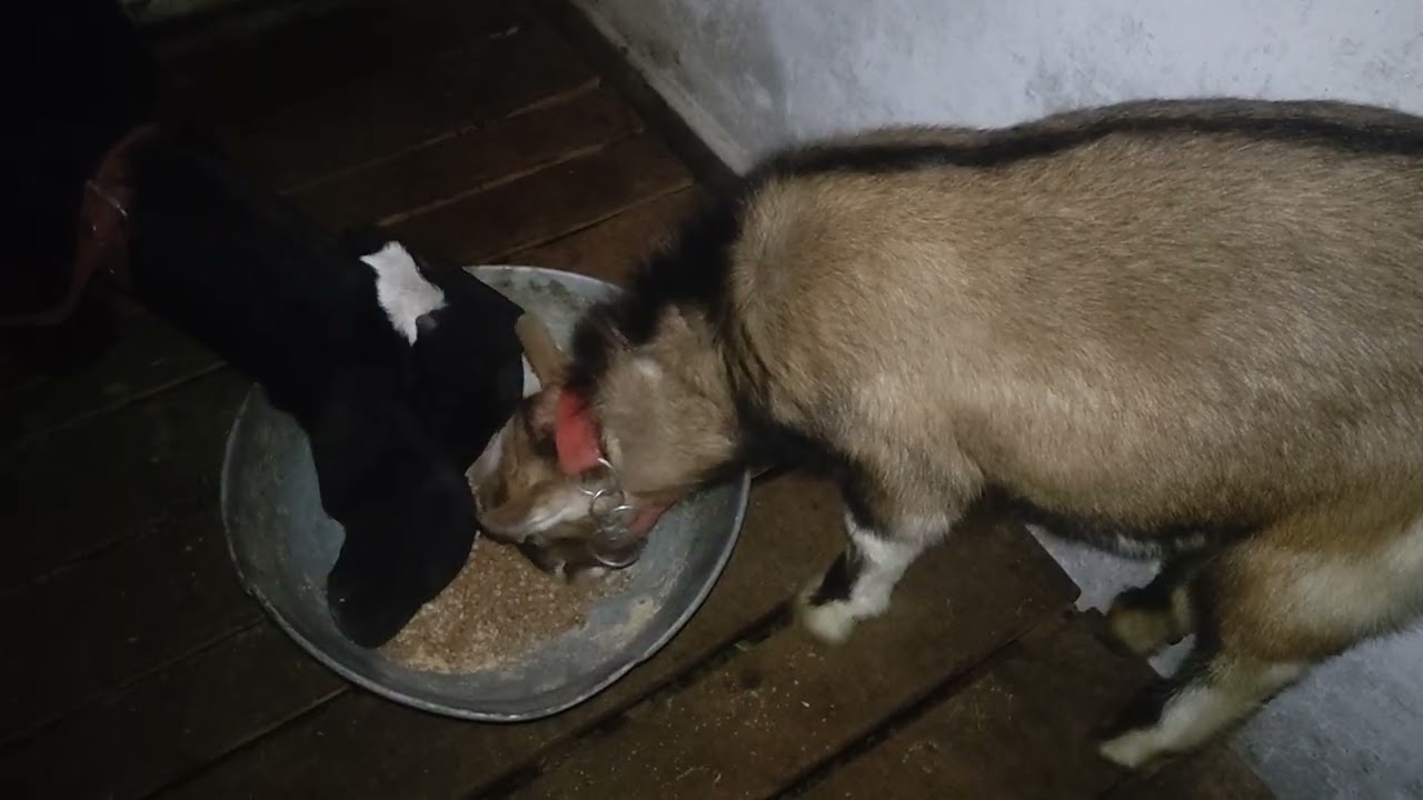 Beetal and Teddy Goats 🐐💯🐐 رات کا دانہ اور پروٹوکول #goat #farming #shortvideo #animals #shorts
