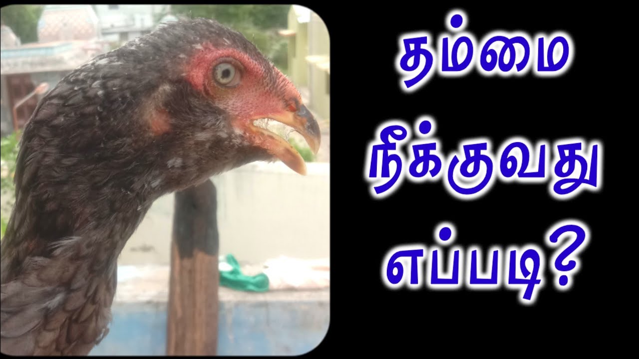 #தம்மை நீக்குவது எப்படி #சேவல் மரபு கலை #seval Marabu Kalai #tham medicine @sevalmarabukalai