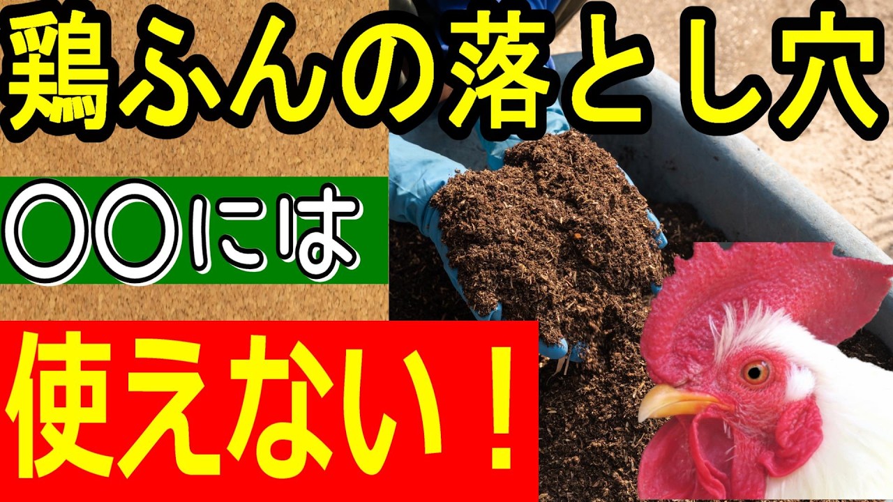 【鶏糞の使い方】メリット・デメリットを徹底解説！相性が良い野菜も教えます