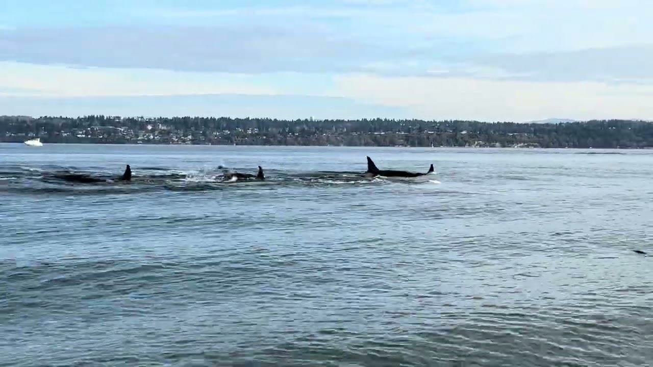PNW Resident Orcas LPod passes Point Robinson, Vashon Island, Washington on November 30, 2024