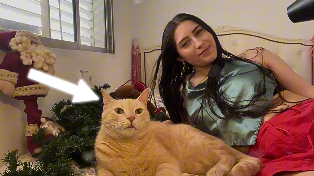 This Hair Dryer Sound Is So Relaxing (My Cat Confirmed)🐱