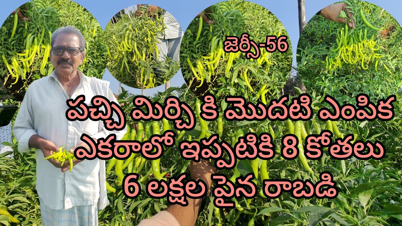 10-04-2024 Sep 6 న వేసి ఇప్పటికి 8 కోతలలో 30 టన్నుల పైన దిగుబడి.. ఇంకో 3 కోతలు రావొచ్చు#Jersey56