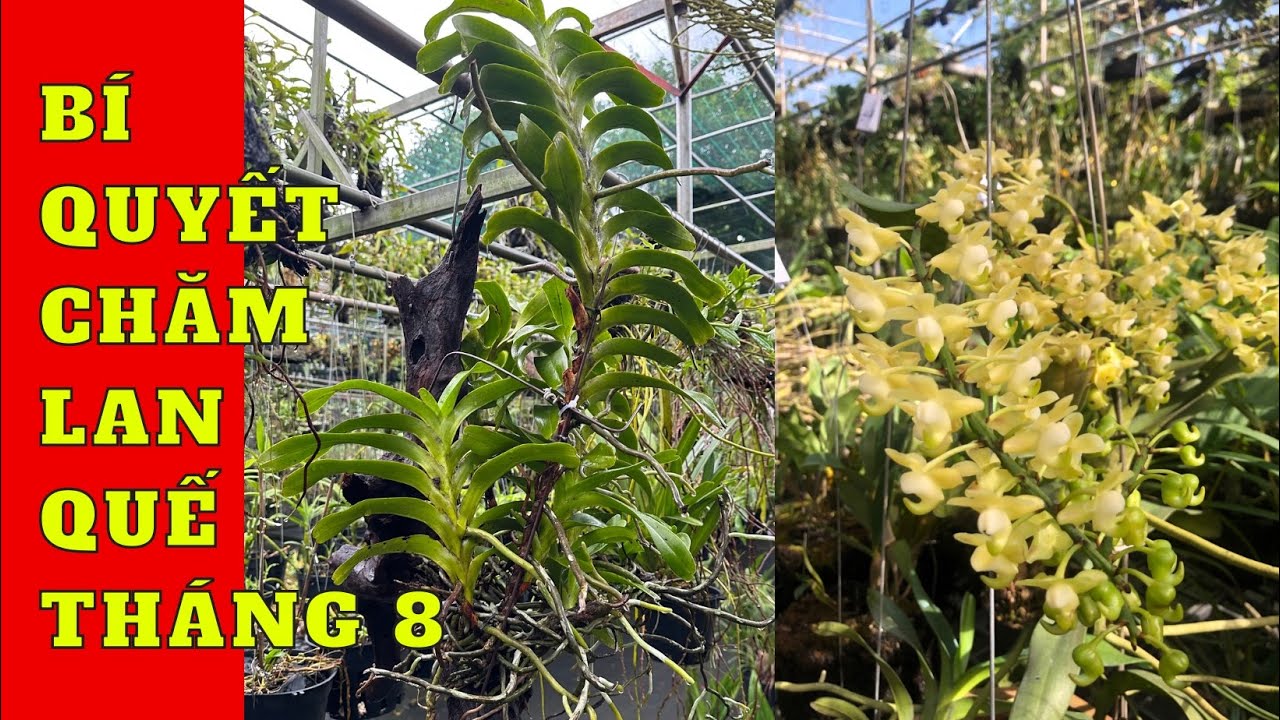 Bí quyết chăm lan quế tháng 8