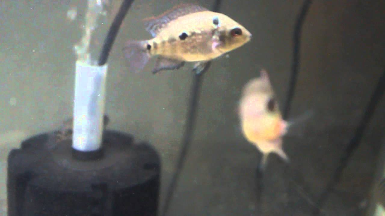 1 inch fry big head - MEGA CICHLID