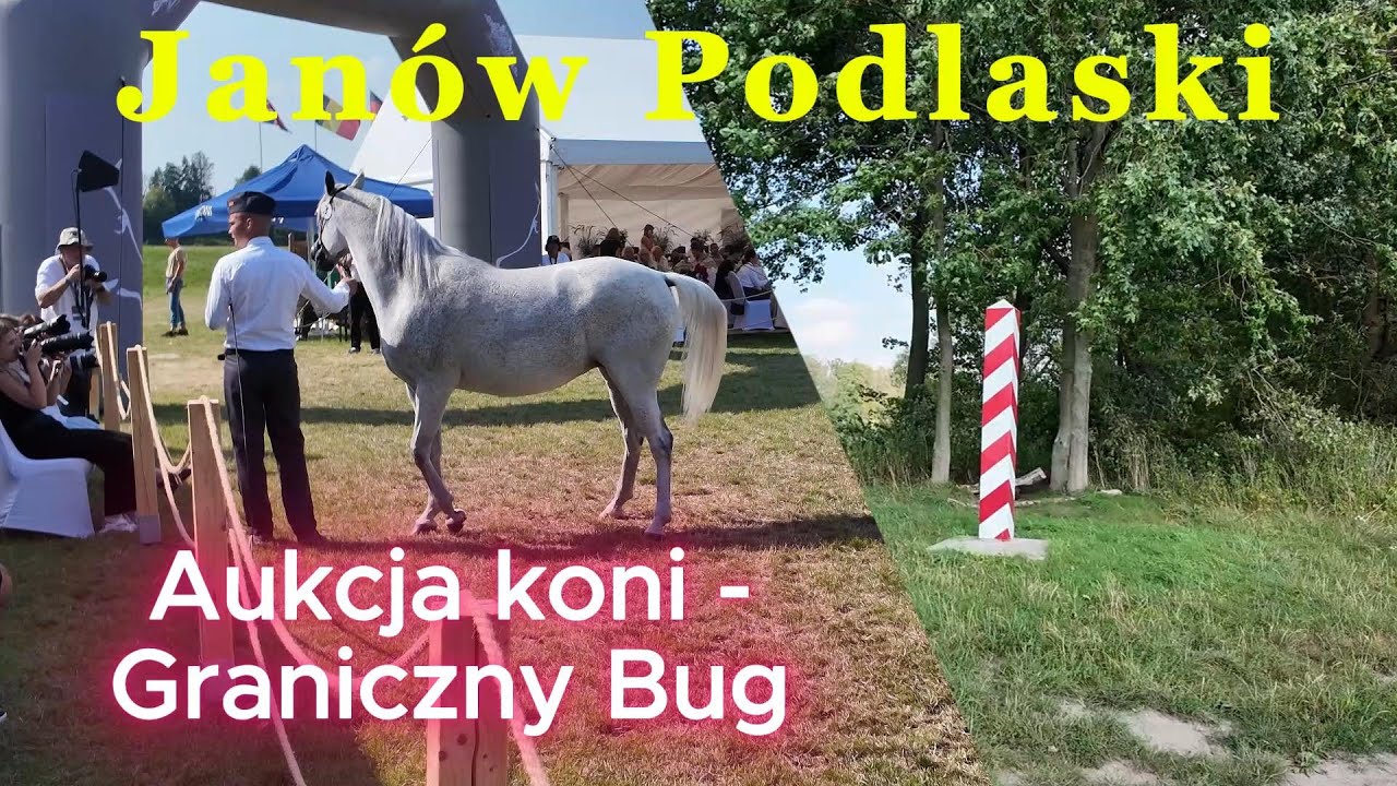 Janów Podlaski - Aukcja koni arabskich / Graniczny Bug / 10.08.2025r.