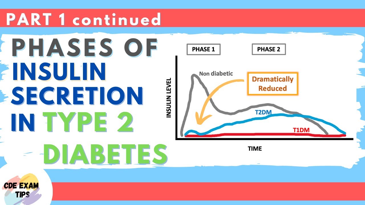 Phases of Insulin Secretion in Type 2 Diabetes | CDE exam Tips