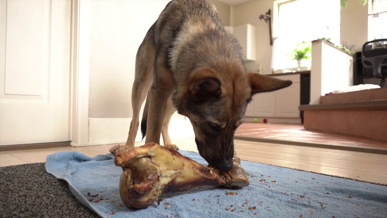 German Shepard Chewing Dino Bone ASMR