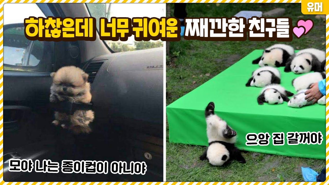 되게 하찮은데 너무 귀여워서 힐링되는 장면들♥ 작고 소듕해...