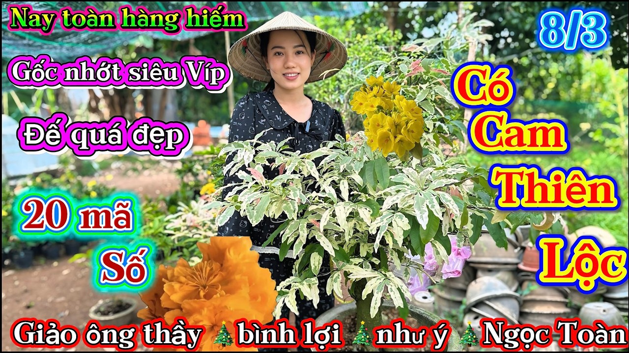 8/3 Mai vàng giá rẻ ☎️0379932216 Nguyên🎄mai giống mới🎄Cam thiên Lộc