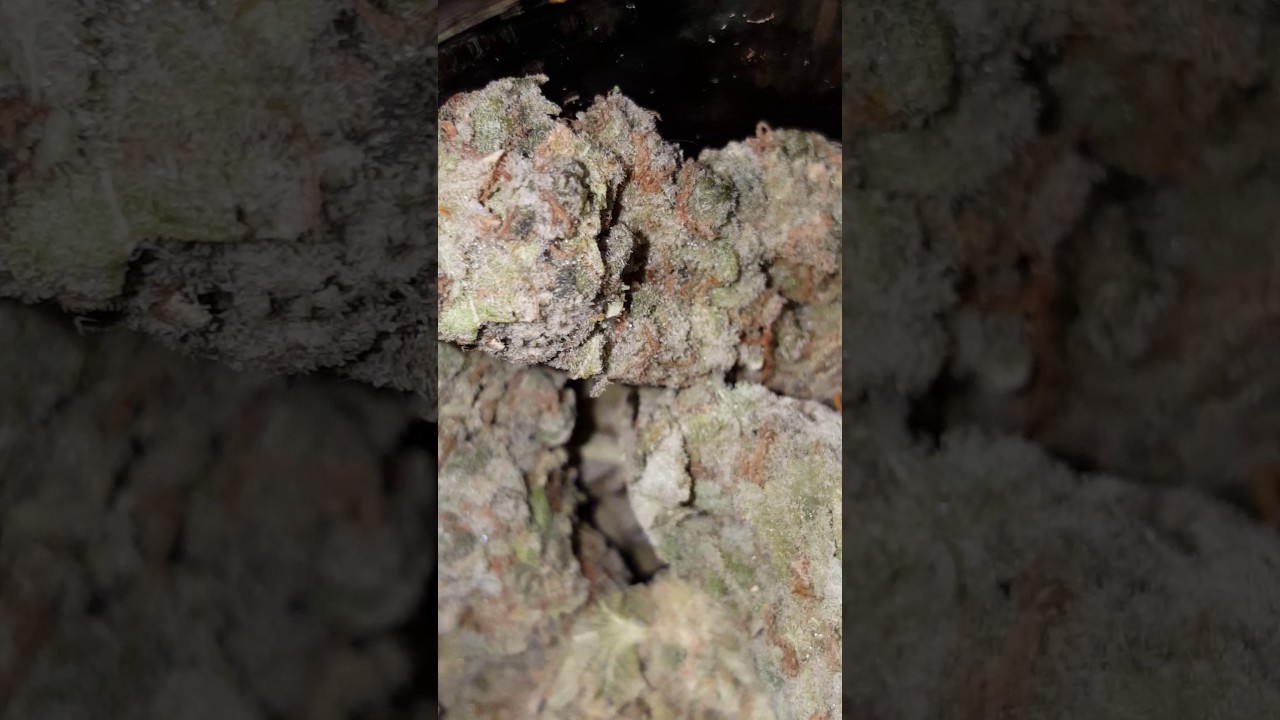 SOUR GRAPE STRAIN CLOSE UP ||MarySnapping