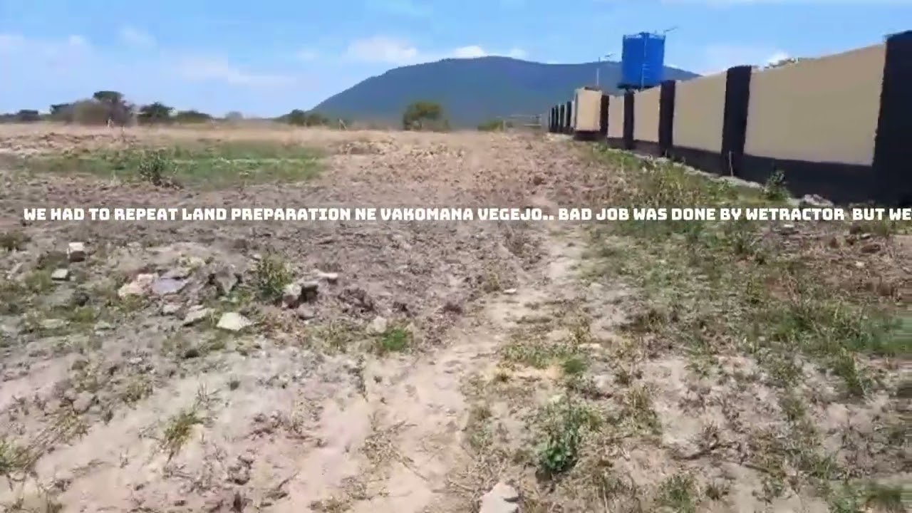 Update on our potatoes / We had to Redo our land preparation  neGejo🇿🇼🙆‍♀️