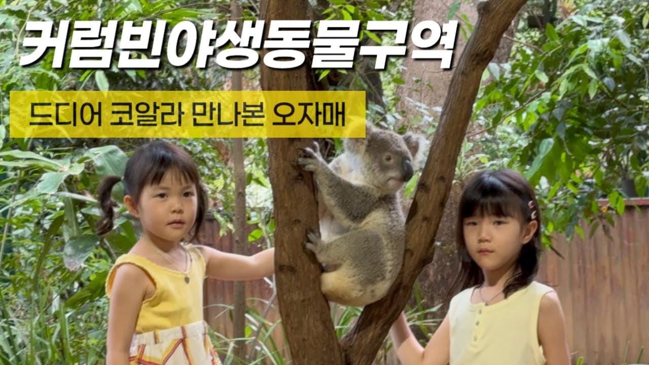 오이오오 호주🇦🇺 아이와 골드코스트여행/ 커럼빈 야생보호구역/ 골드코스트 코알라 캥거루