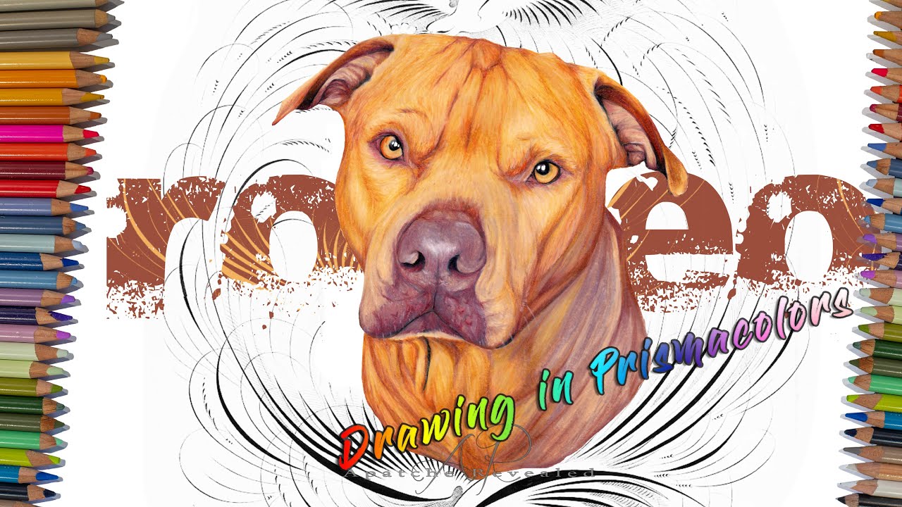 Realistic pet portrait drawing of Romeo